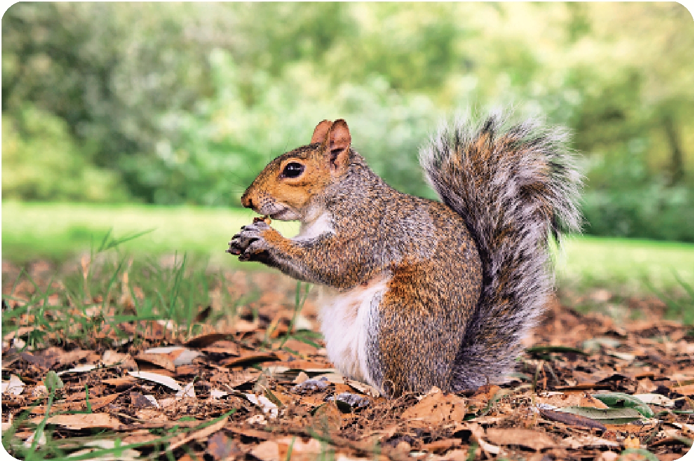 　　圖：灰松鼠適應環境能力強。\美聯社
