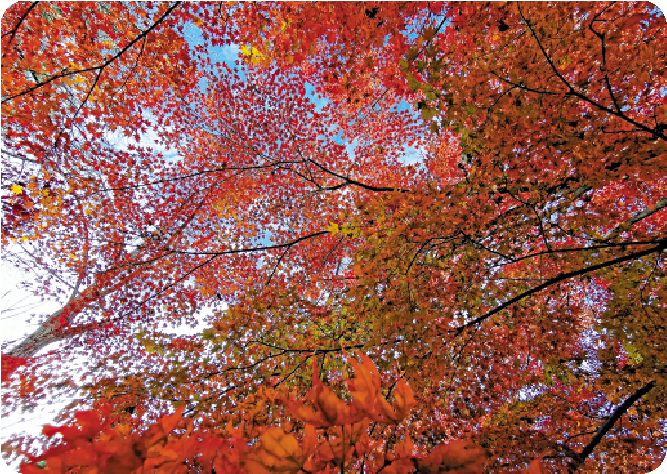 　　圖：北京的楓葉。\作者供圖