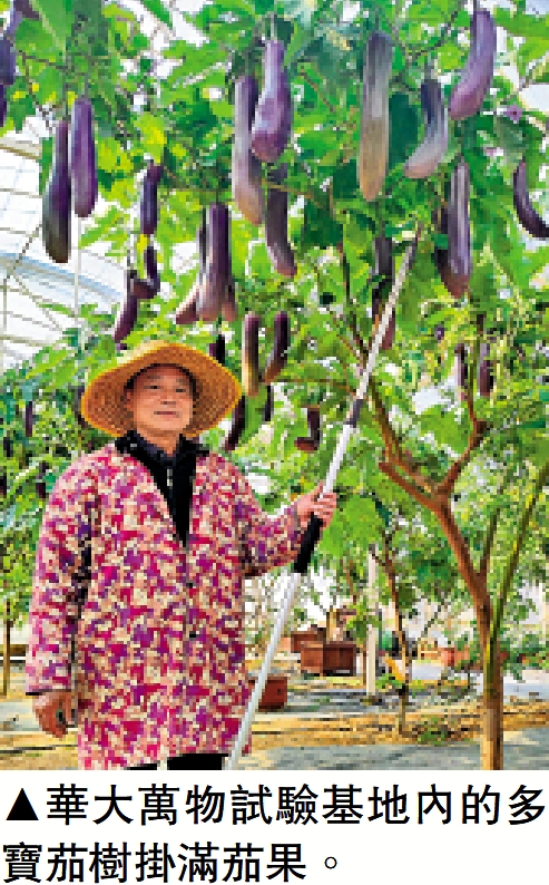 　　圖：華大萬物試驗基地內的多寶茄樹掛滿茄果。
