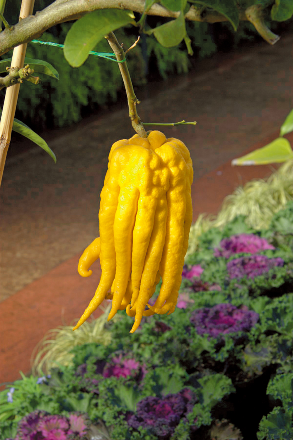 　　圖：佛手，通常應用為中藥或園藝觀果植物。\資料圖片