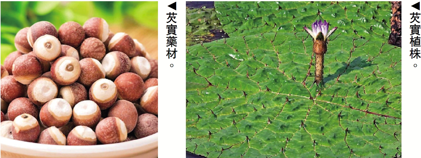 　　左圖：芡實藥材。右圖：芡實植株。
