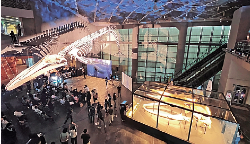 　　圖：屏東海洋生物博物館15日展出台灣首件藍鯨骨骼標本。