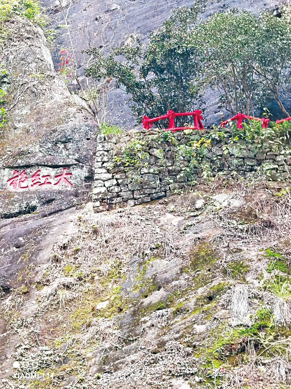 　　圖：武夷山上的「母樹大紅袍」。\作者供圖