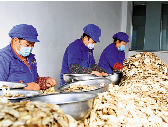 　　圖：在岷縣一家中藥材加工企業，工人分揀當歸切片。/新華社