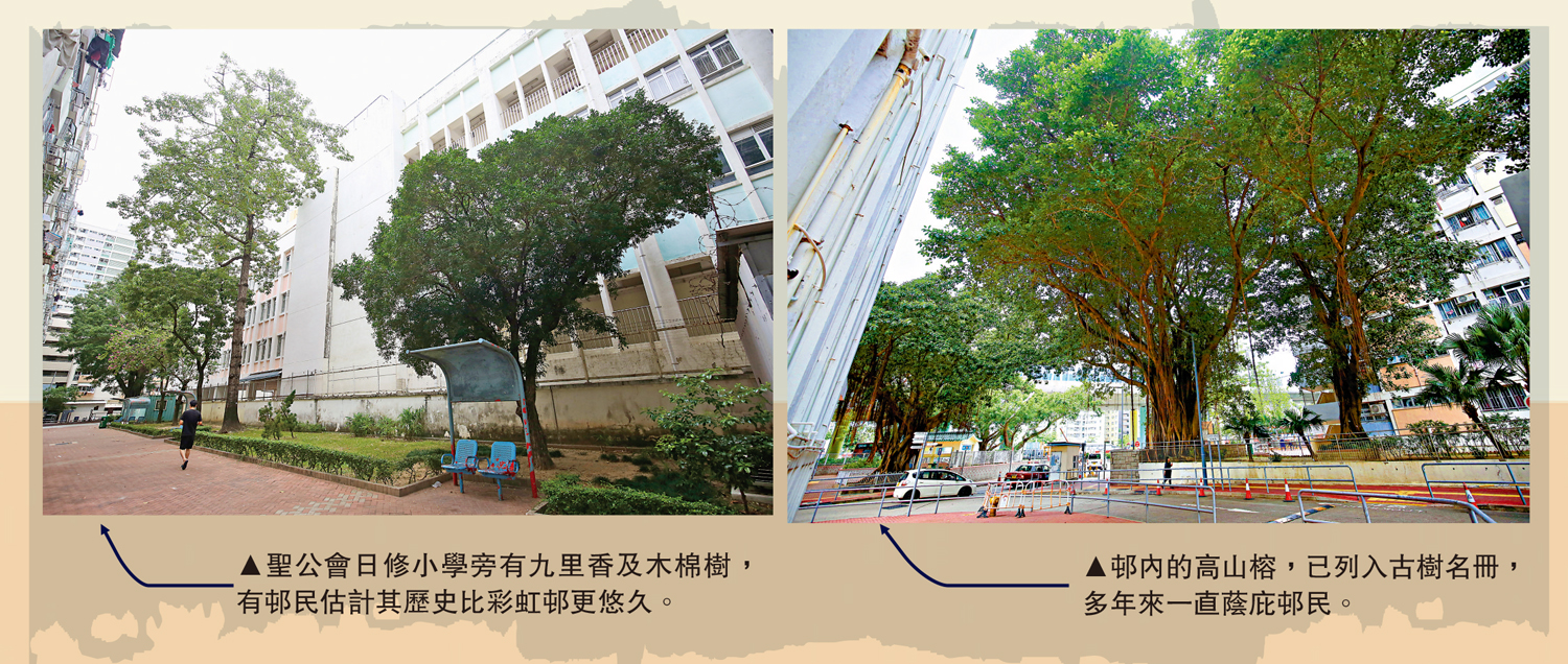 　　左圖：聖公會日修小學旁有九里香及木棉樹，有邨民估計其歷史比彩虹邨更悠久。右圖：邨內的高山榕，已列入古樹名冊，多年來一直蔭庇邨民。