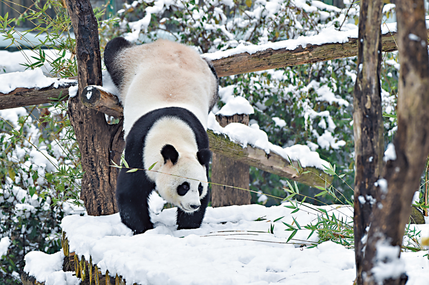 　　圖：「不知庭霰今朝落，疑是林花昨夜開」，寒冬時節，我國多地迎來降雪天氣，雪後神州一派銀裝，宛如畫卷。在江蘇省南京市紅山森林動物園，一隻大熊貓在雪地上玩耍。\新華社
