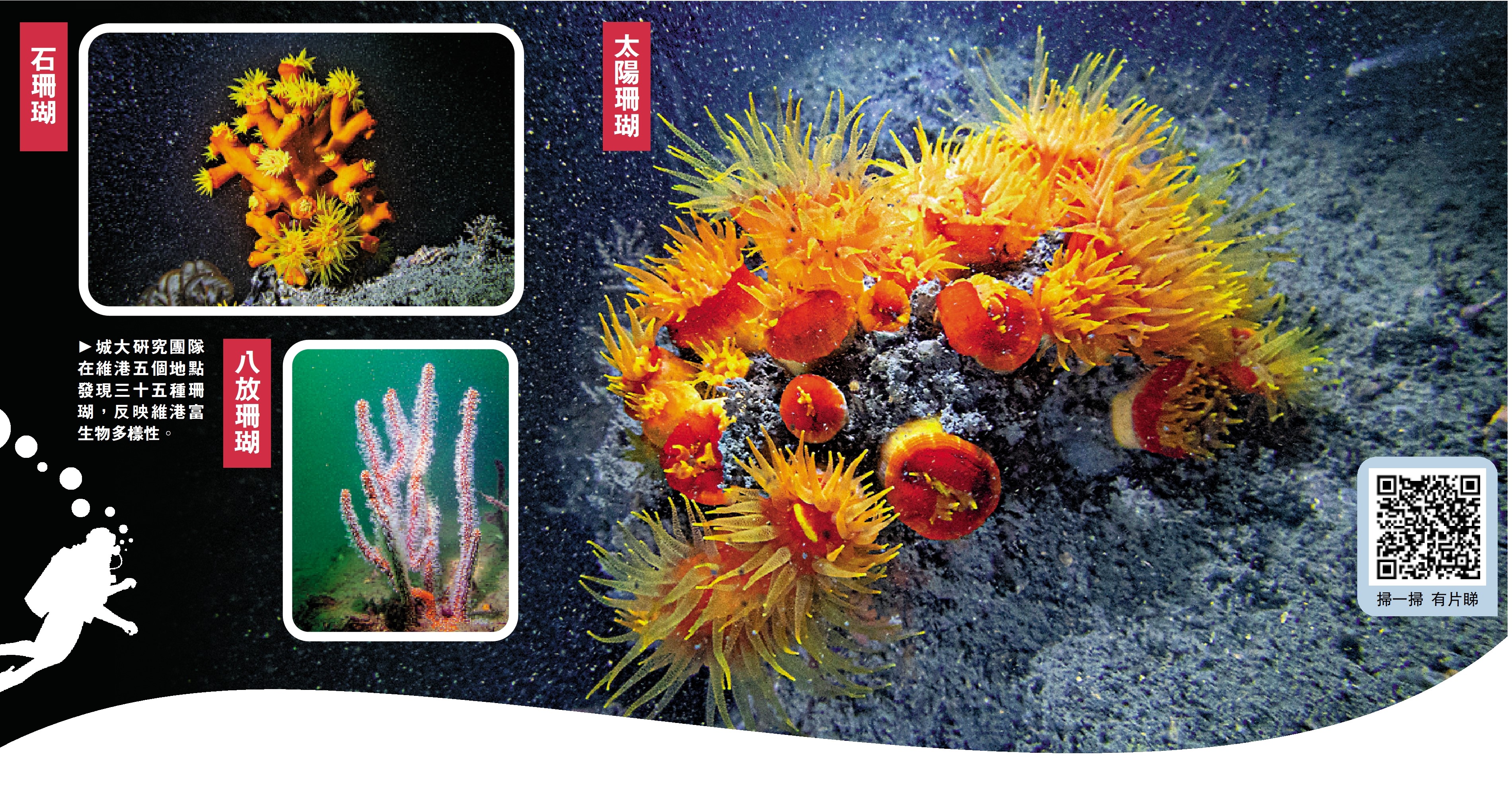 　　圖：城大研究團隊在維港五個地點發現三十五種珊瑚，反映維港富生物多樣性。