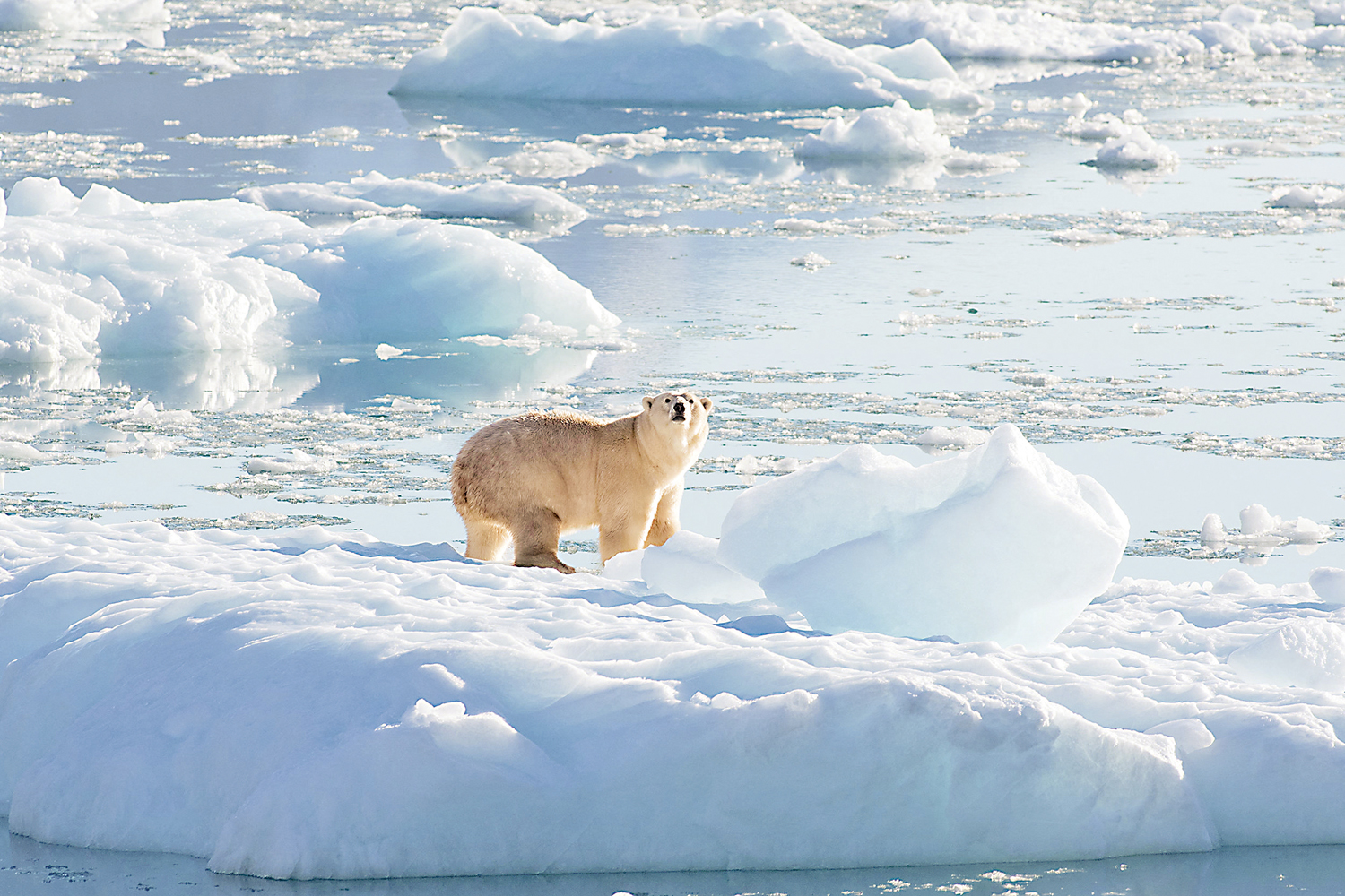 　　圖：北極熊因氣候變化等原因面臨滅絕風險。圖為格陵蘭島東南部的一頭北極熊。\路透社