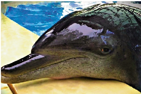 　　圖：海園最年長海豚Molly離世
