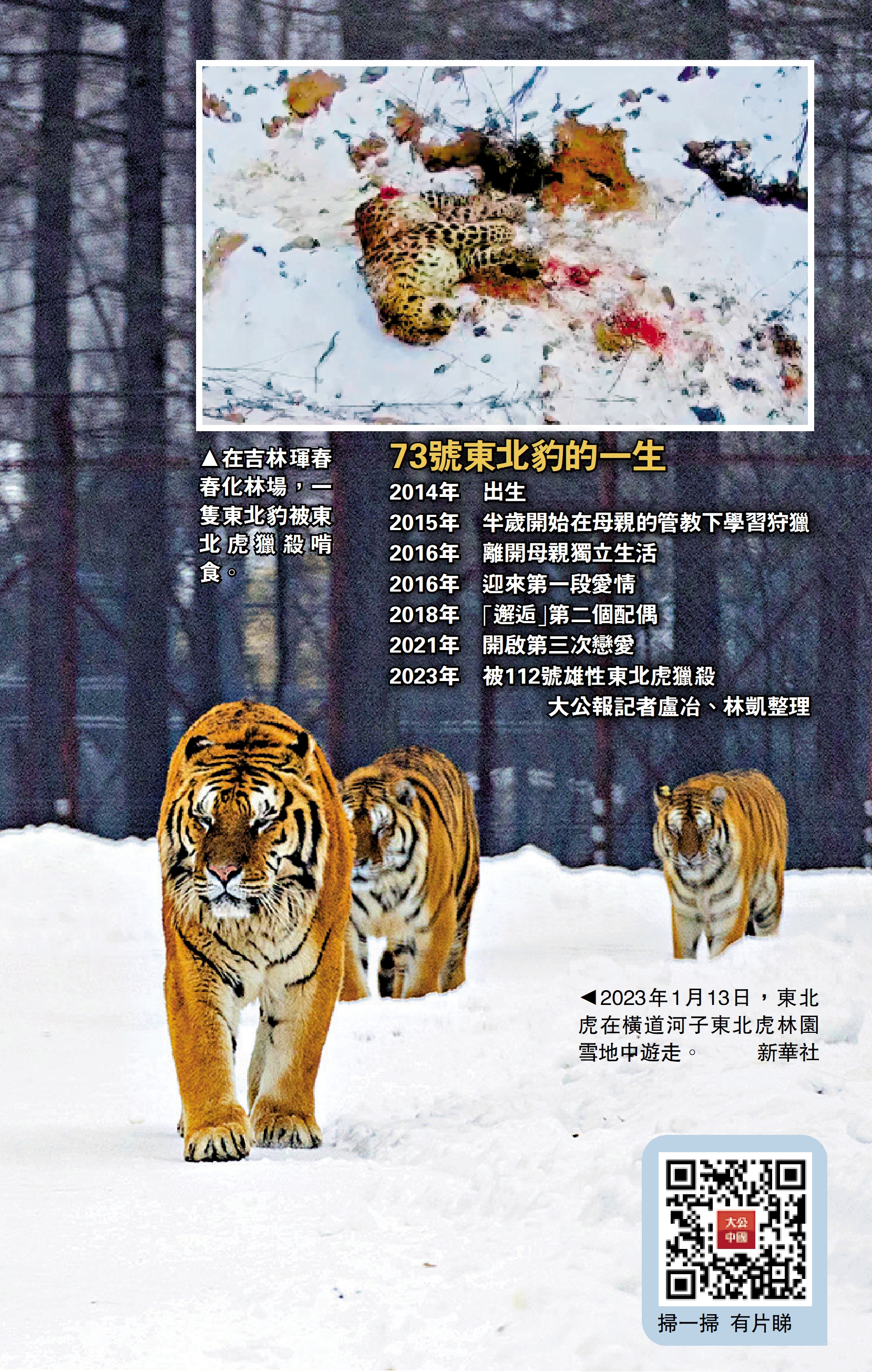 　　圖：在吉林琿春春化林場，一隻東北豹被東北虎獵殺啃食。