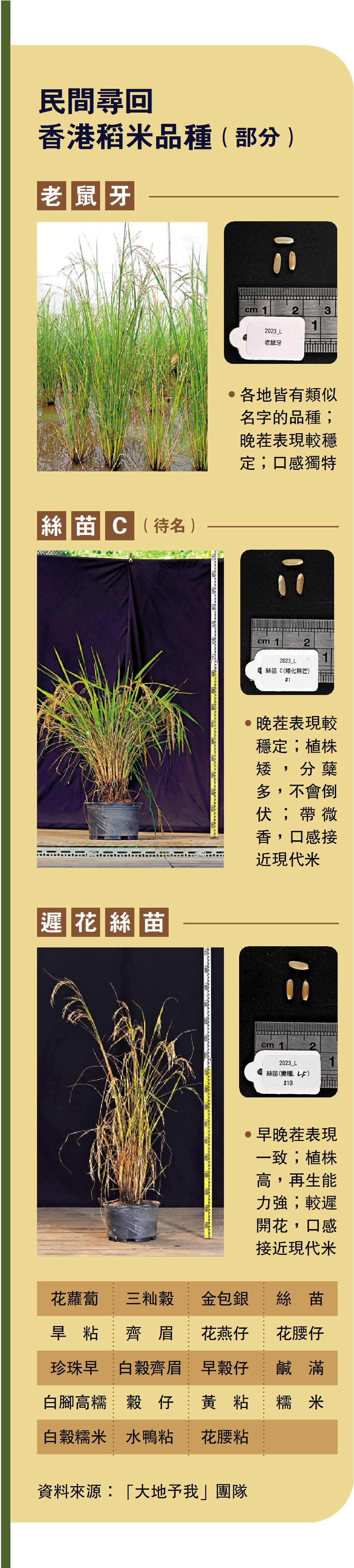 　　圖：民間尋回香港稻米品種（部分）