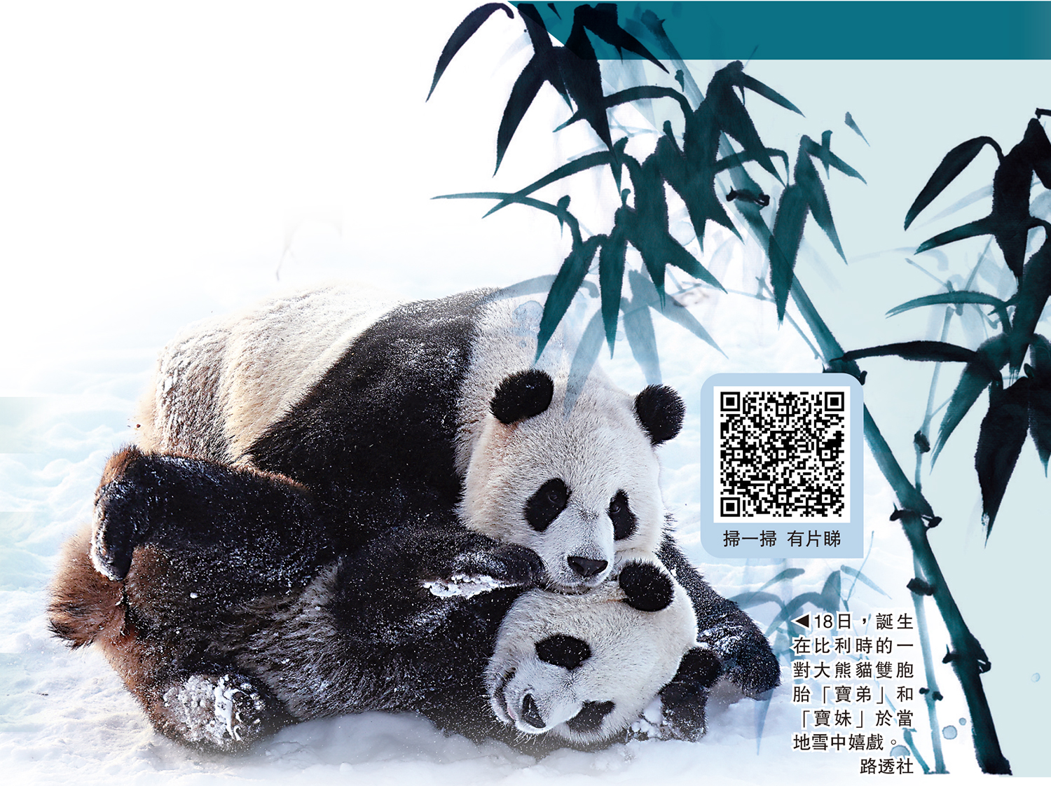 　　圖：18日，誕生在比利時的一對大熊貓雙胞胎「寶弟」和「寶妹」於當地雪中嬉戲。\路透社