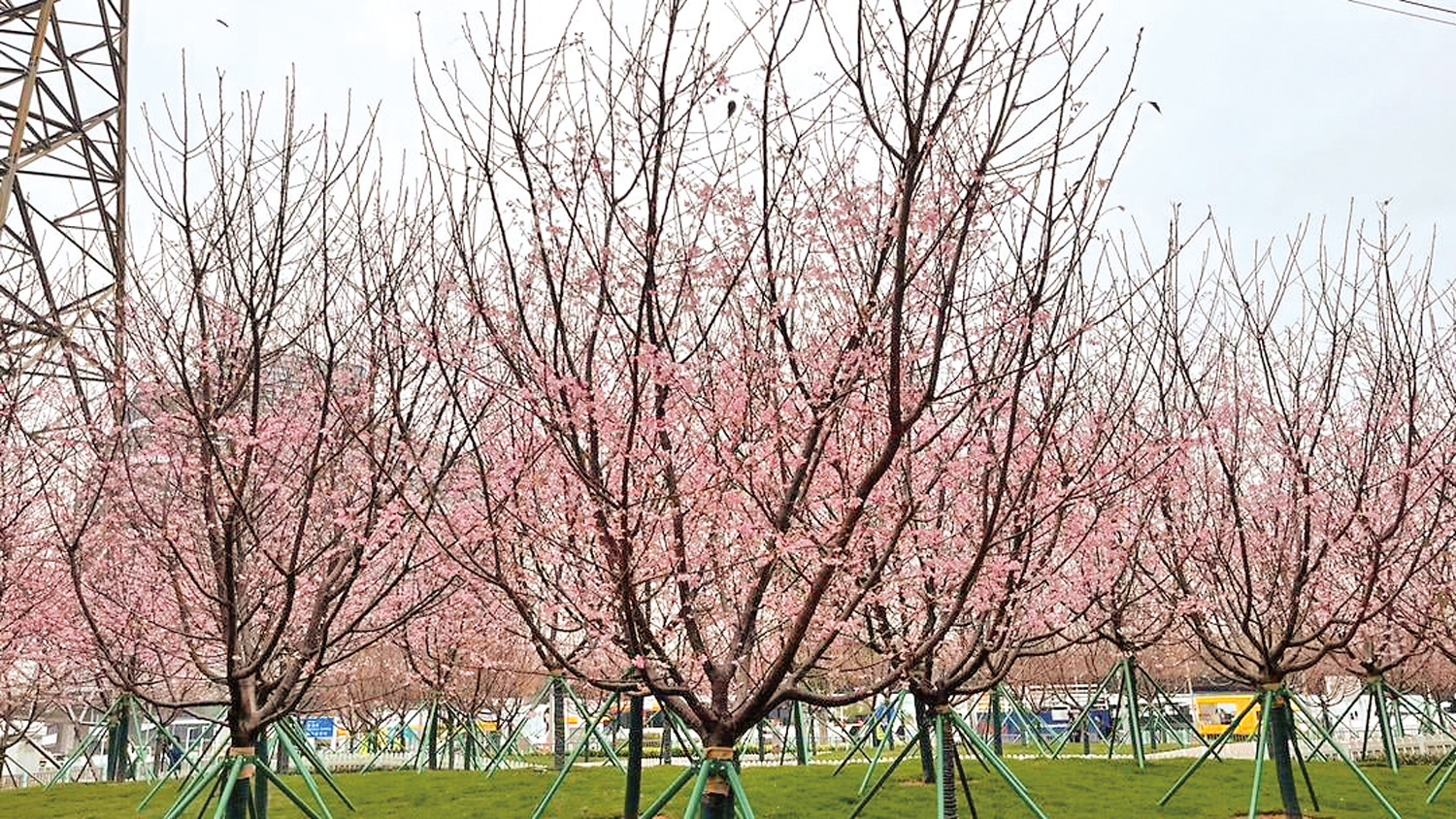 　　圖：東涌機場島「櫻花園」將於今天起向外開放。\網上圖片