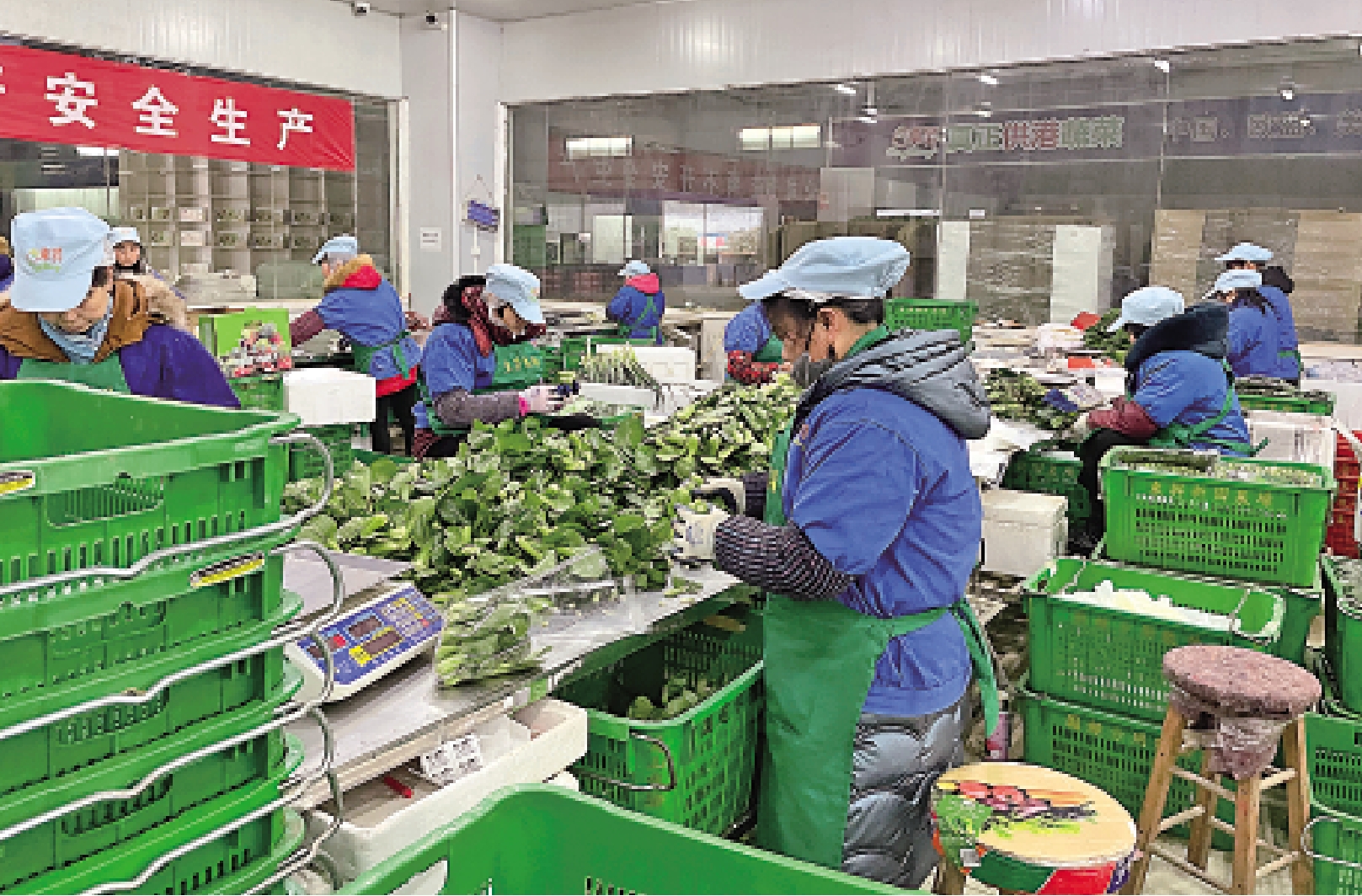 　　圖：作為供港蔬菜基地的湖南省新田東升農場的務工人員正在分揀打包蔬菜。/新華社