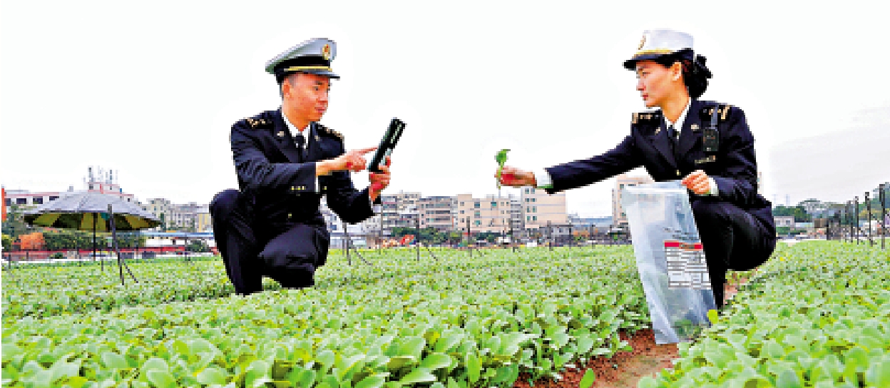 　　圖：深圳海關關員實地查看供港蔬菜生長情況。