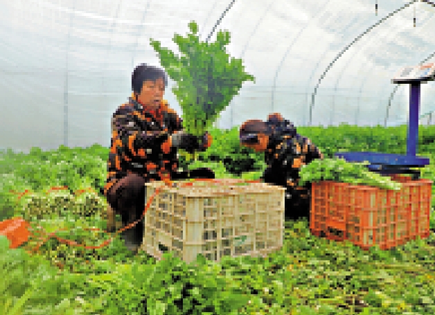 　　圖：河南省南陽市鎮平縣郭莊鄉供港蔬菜基地內，村民正在對剛收割的芹菜進行打捆。