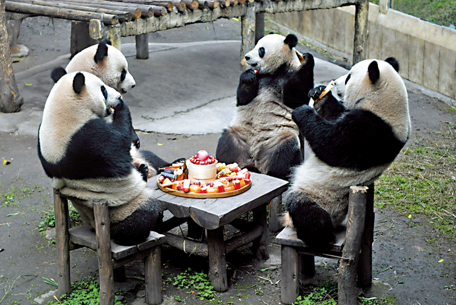 　　圖：在中國農曆龍年春節即將來臨之際，重慶動物園為大熊貓準備了迎新春特色活動。圖為活動現場，大熊貓「雙雙」「重重」「喜喜」「慶慶」品嘗用竹葉、蘋果、竹筍、胡蘿蔔、西瓜等食材製作的年味大餐。\中新社