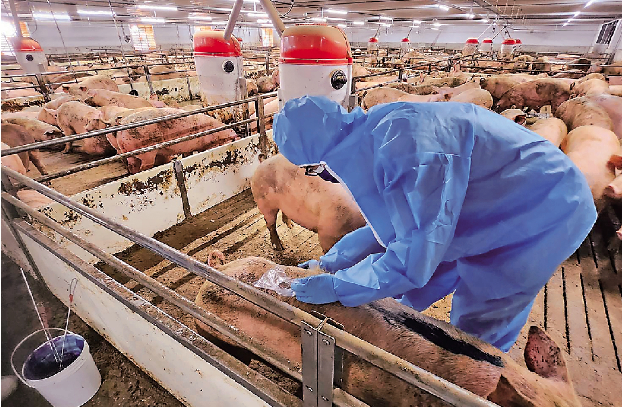 　　圖：台中市最近驗出台糖公司的「安心豚」梅花肉片含有瘦肉精「西布特羅」。圖為該市衞生局人員在畜殖飼養場進行抽檢。\中通社
