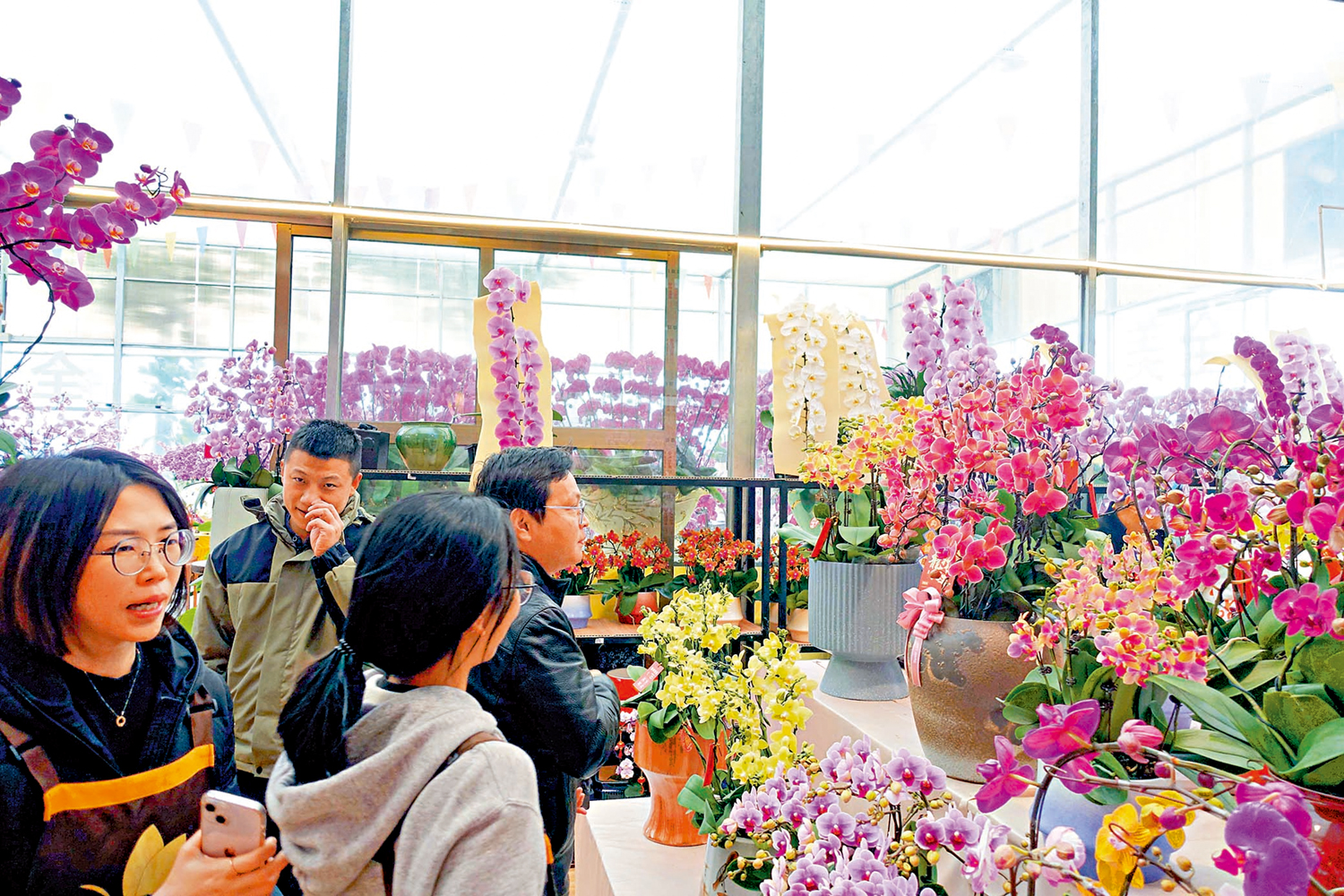 　　圖：龍年春節將至，順德陳村花卉市場的年花鮮艷奪目，吸引了內地和港澳及海外地區的客戶來挑選年花。\大公報記者盧靜怡攝