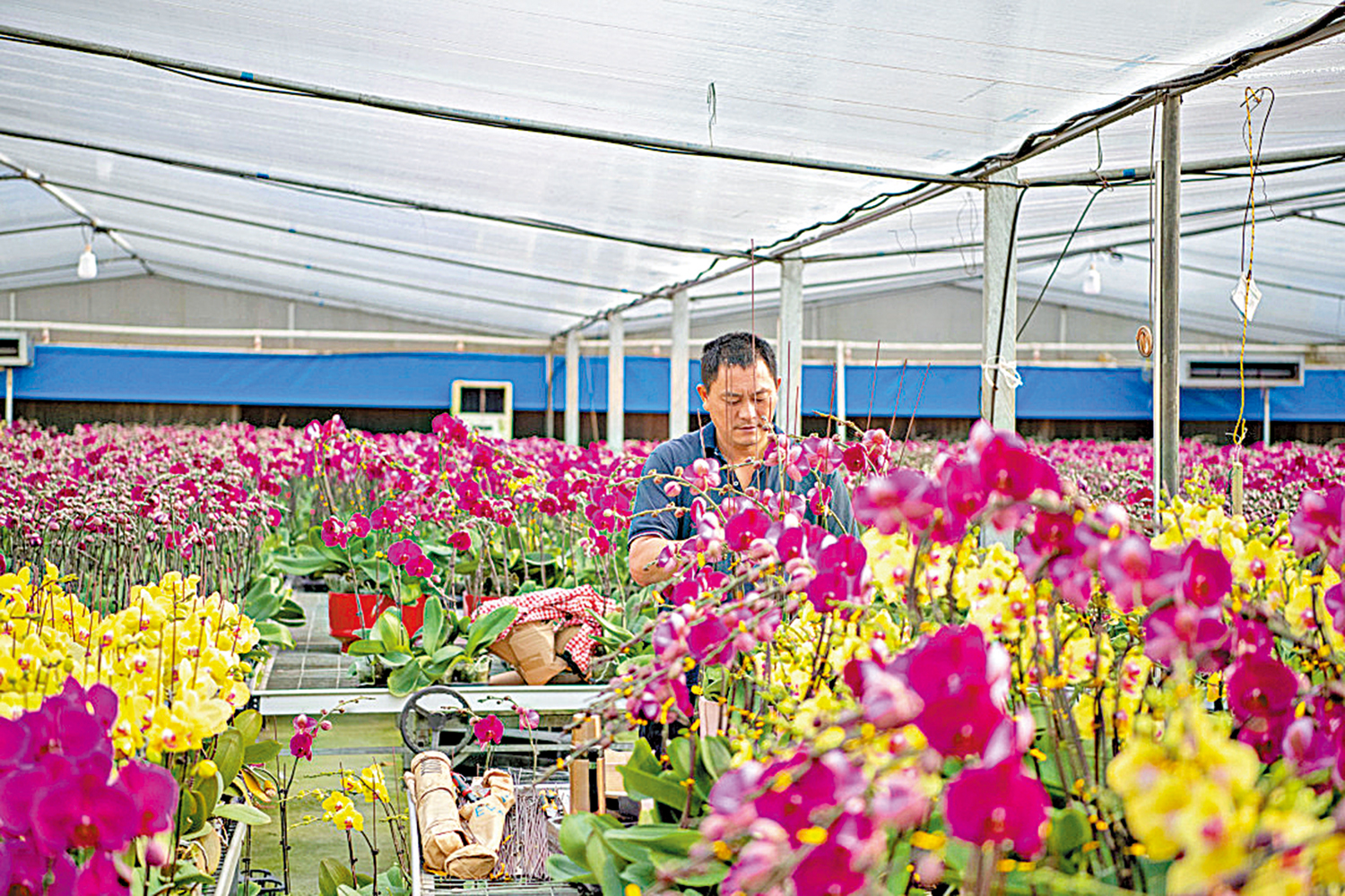 　　圖：廣州花農精心培育蝴蝶蘭。