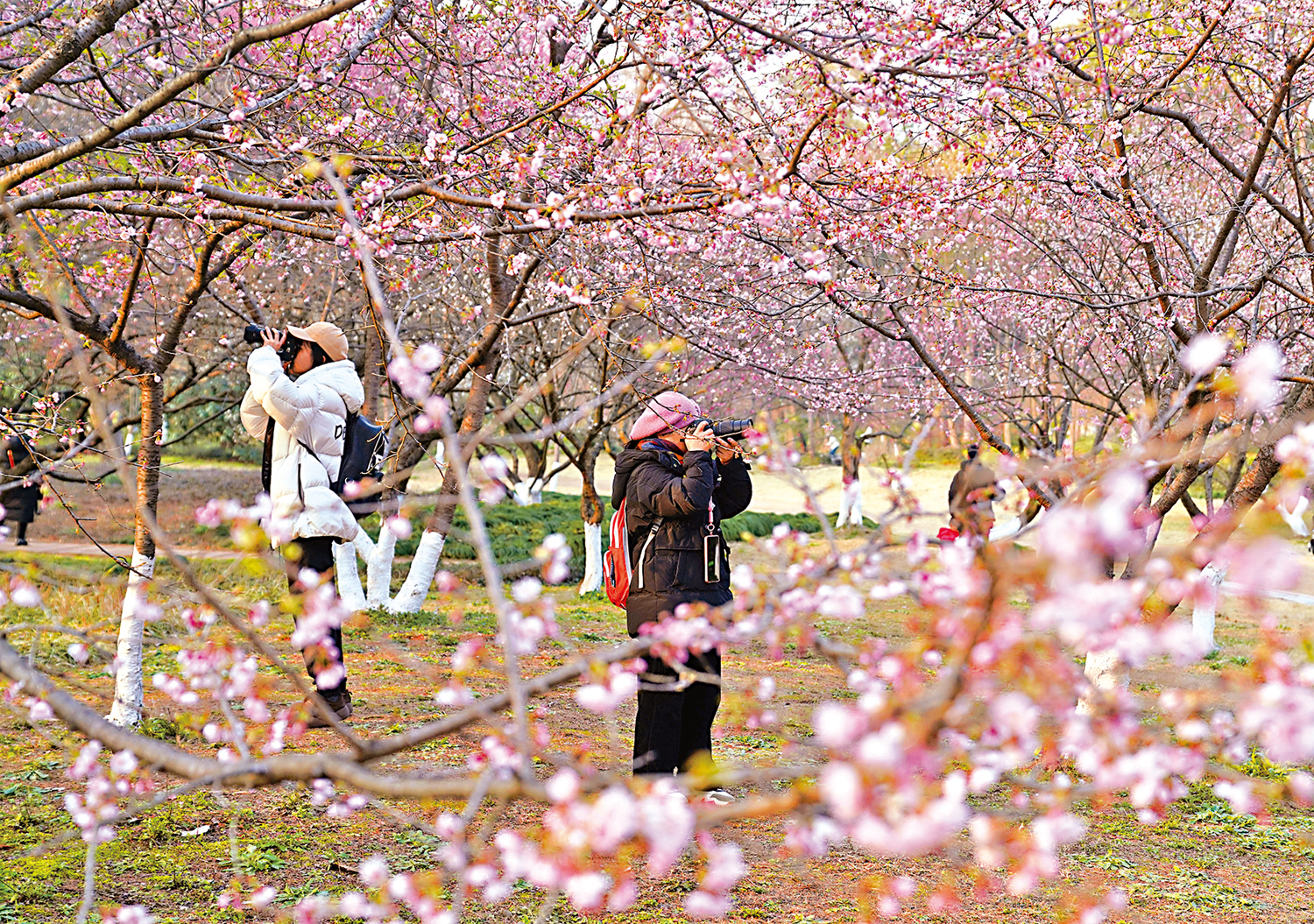 　　圖：日前，杭州植物園部分早櫻品種漸次開放，吸引不少市民遊客前來賞花。\新華社