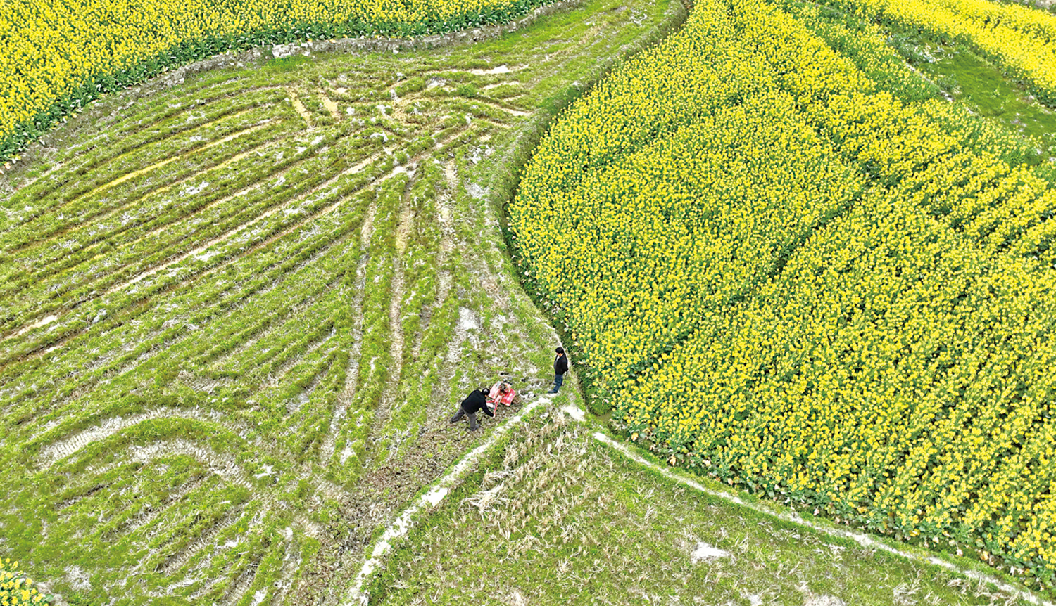　　圖：驚蟄至，農事忙。