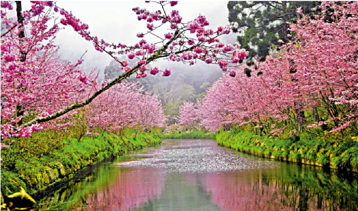 　　圖：台灣南投縣鹿谷鄉杉林溪森林生態度假園區，3月粉紅櫻花綻放，景美如畫。\中通社