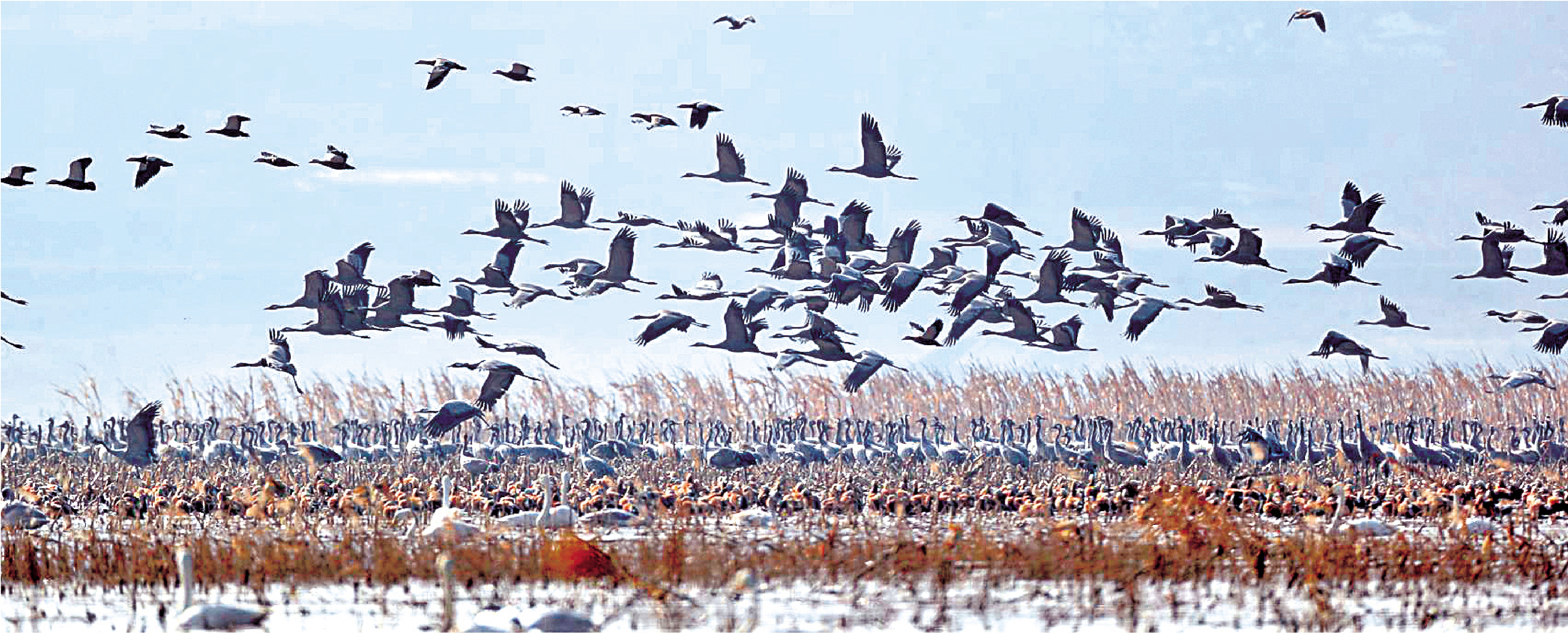 　　圖：候鳥遷徙季又至，灰鶴群、赤麻鴨群和天鵝群飛過北京北方的官廳水庫上空。