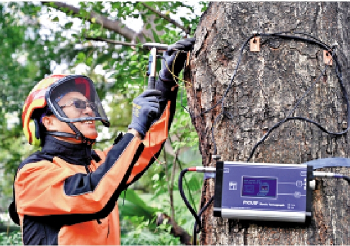 　　圖：聲吶探測儀可用作檢查樹木的內部狀況。