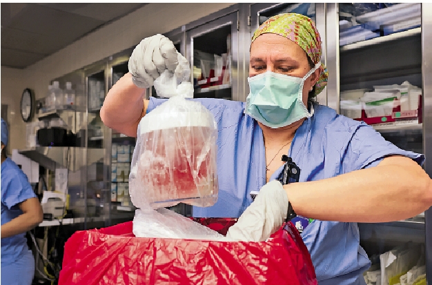 　　圖：馬薩諸塞綜合醫院的護士16日為豬腎臟移植手術做準備。\美聯社