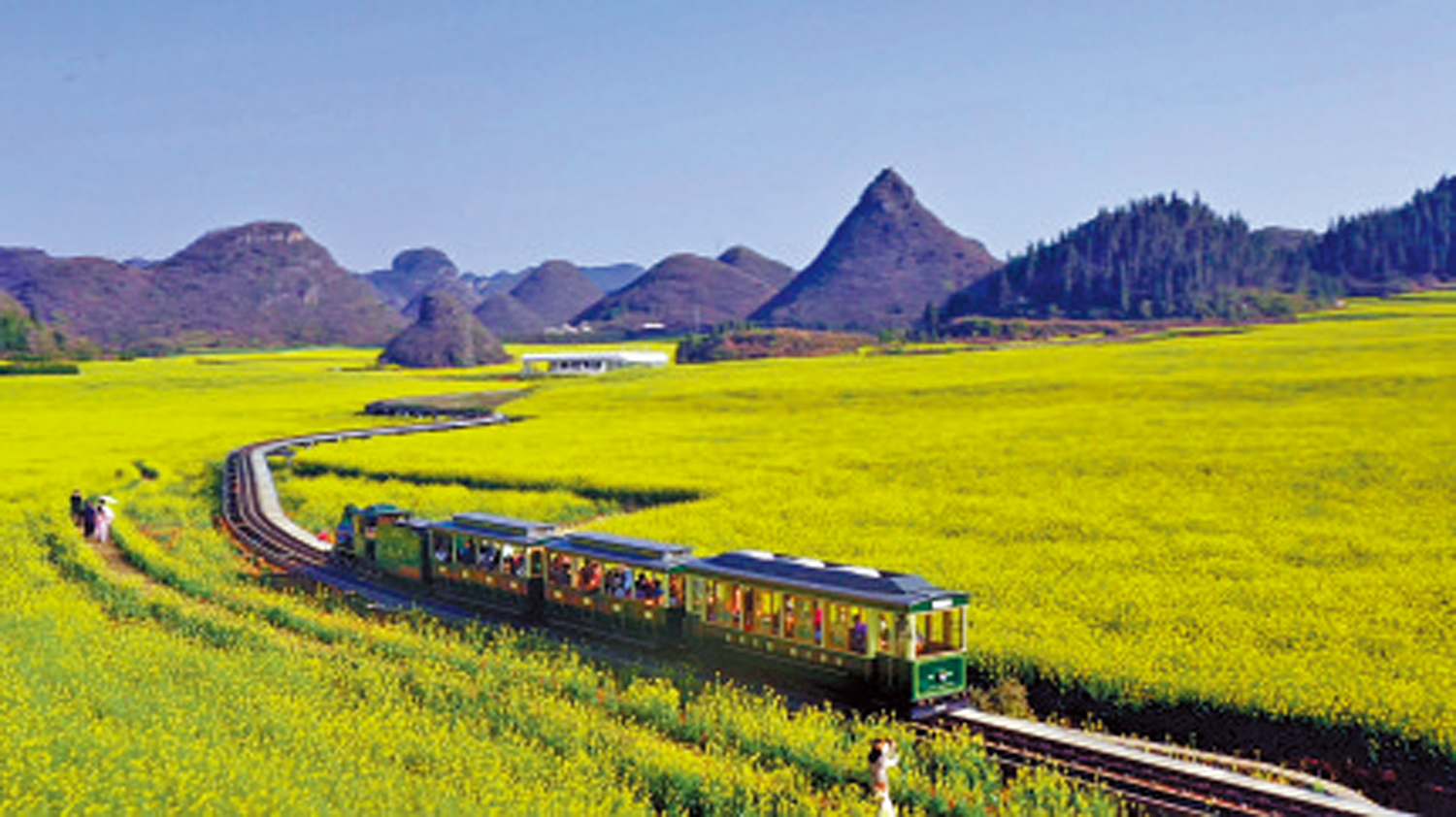 　　圖：小火車在雲南羅平油菜花田間緩慢行駛。