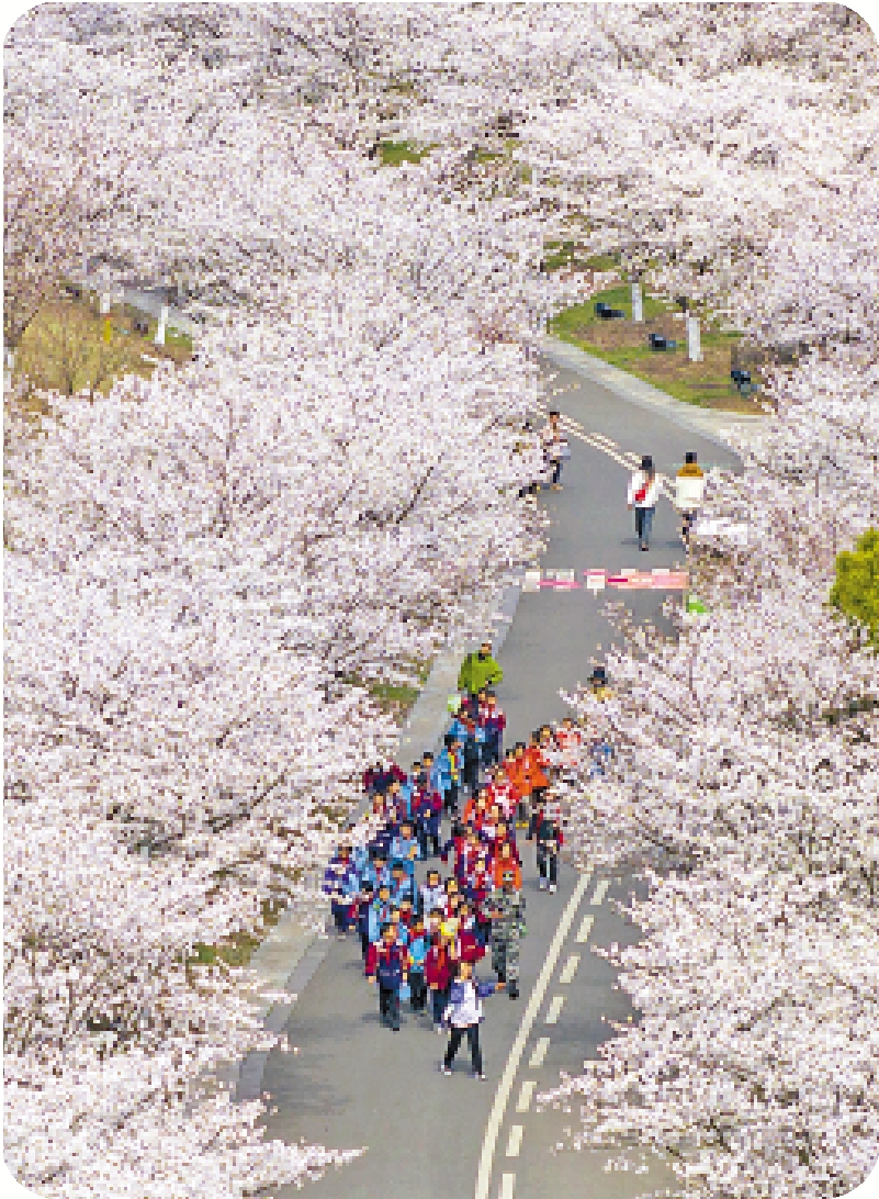 　　圖：遊人在櫻花盛開的浙江寧波植物園中遊玩賞花。