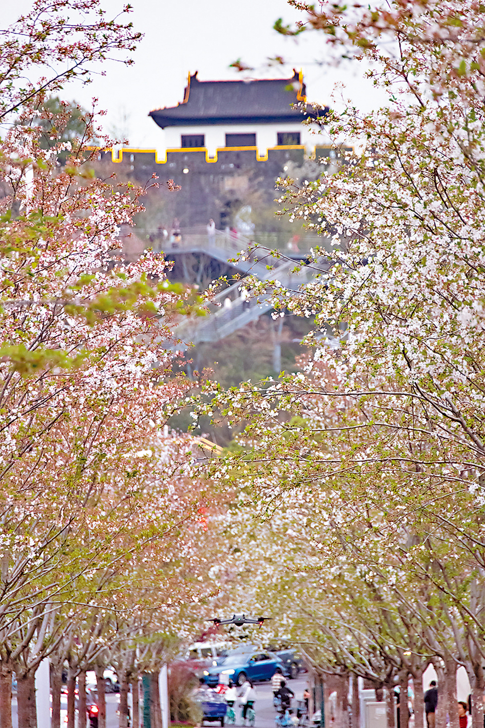 　　圖：江蘇南京棲霞區燕子磯觀音門公園，盛開的櫻花在「之」字形樓梯兩側錯落有致，吸引市民和遊客拾級而上共賞春色。\中新社