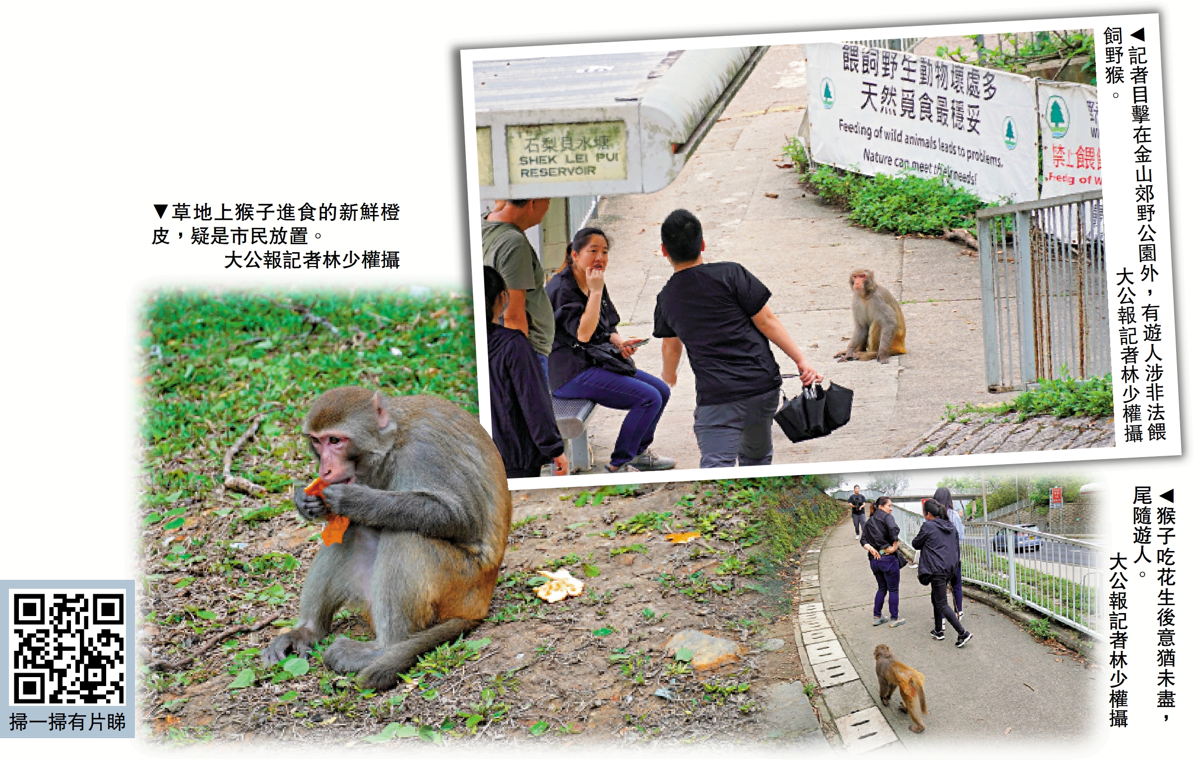 　　左圖：草地上猴子進食的新鮮橙皮，疑是市民放置。\大公報記者林少權攝；右上圖：記者目擊在金山郊野公園外，有遊人涉非法餵飼野猴。 \大公報記者林少權攝；右下圖：猴子吃花生後意猶未盡，尾隨遊人。\大公報記者林少權攝