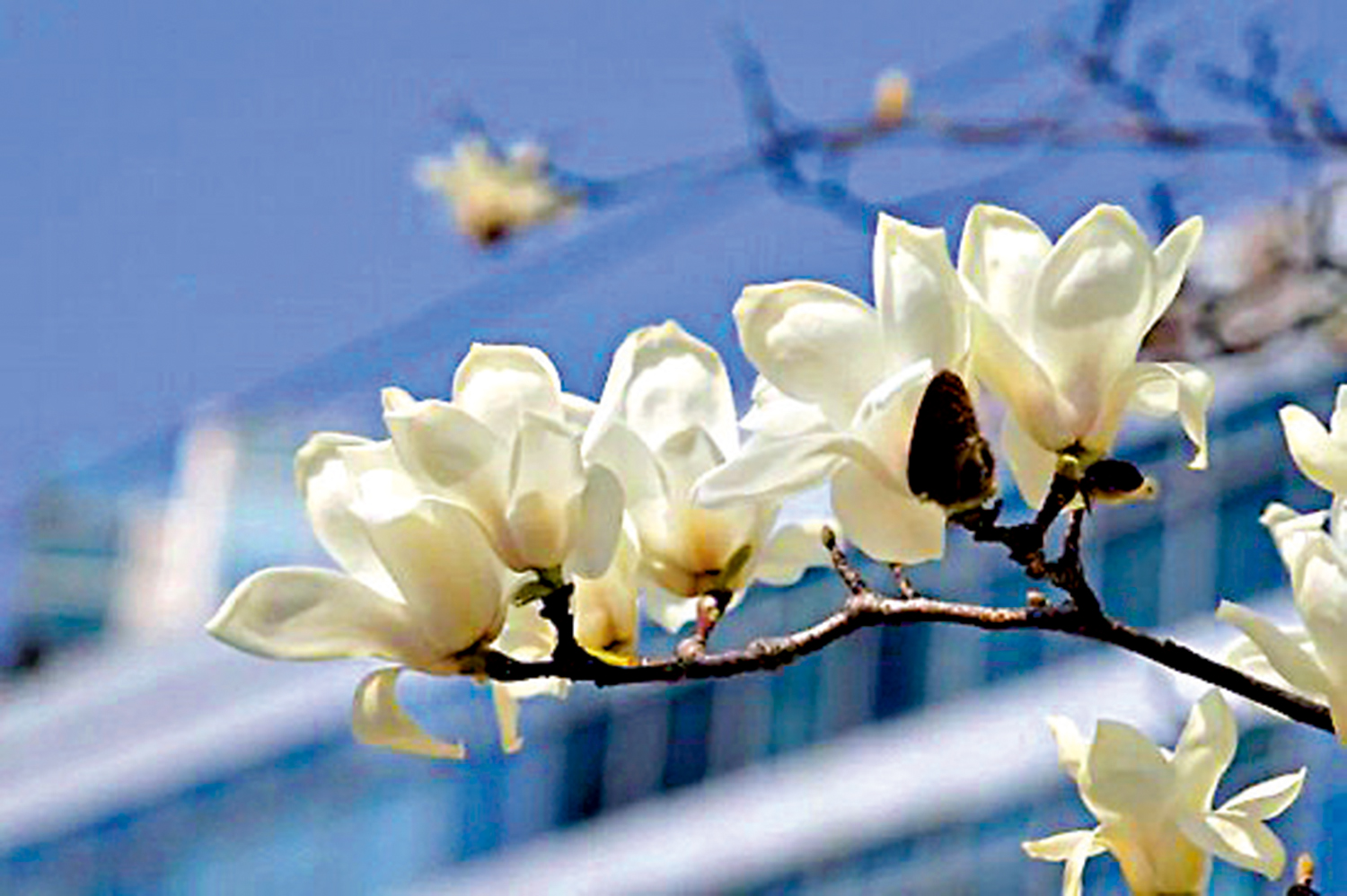 　　圖：白玉蘭潔白優雅。