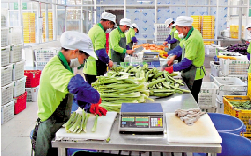 　　圖：廣東潤豐集團員工在包裝供港蔬菜。\受訪者供圖