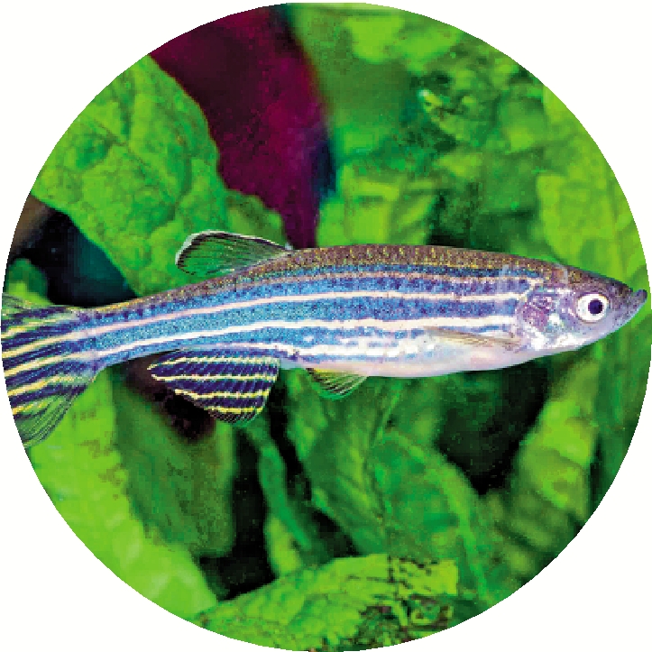 　　圖：斑馬魚。