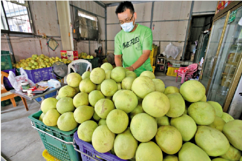 　　圖：對於符合要求的台灣文旦柚能恢復輸往大陸，台農們紛紛叫好。\資料圖片