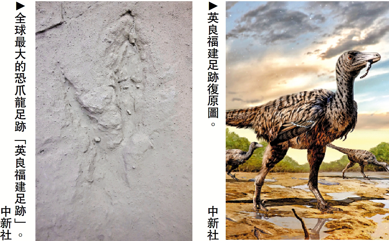 　　左圖：全球最大的恐爪龍足跡「英良福建足跡」。右圖：英良福建足跡復原圖。\中新社