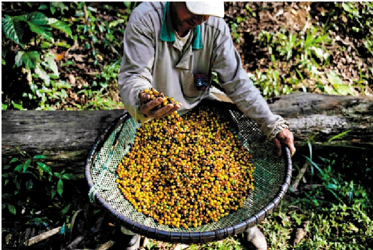 　　圖：氣候變化影響全球咖啡產量，圖為巴西一個咖啡種植場。\法新社