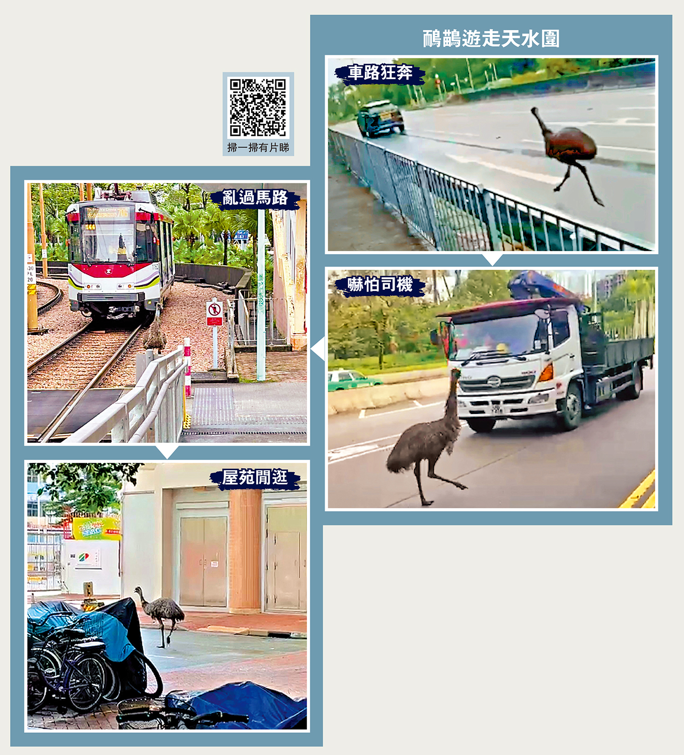 圖:鴯鶓遊走天水圍