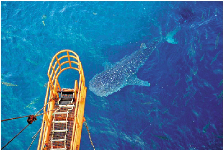 　　圖：中海油堅持在保護中開發的理念，在作業平台上經常發現鯊魚蹤影。