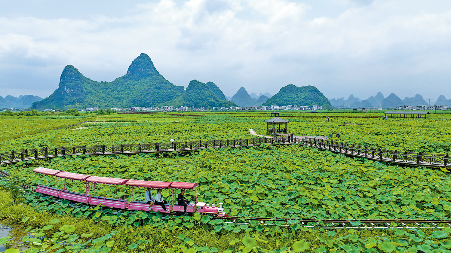 　　圖：時下，廣西柳州市柳江區百朋鎮萬畝荷塘裏的各色荷花競相綻放，吸引不少遊客前來賞花遊玩。\新華社