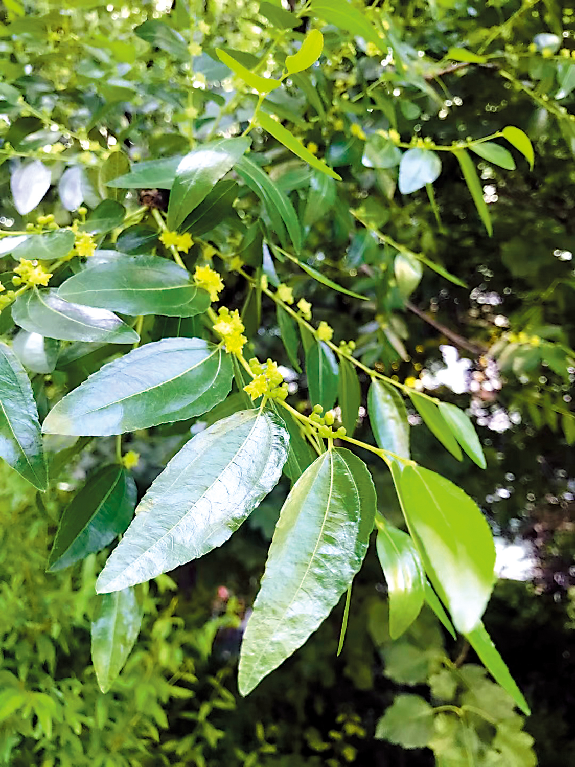 　　圖：鵝黃色的、五角星形的棗花。\作者供圖