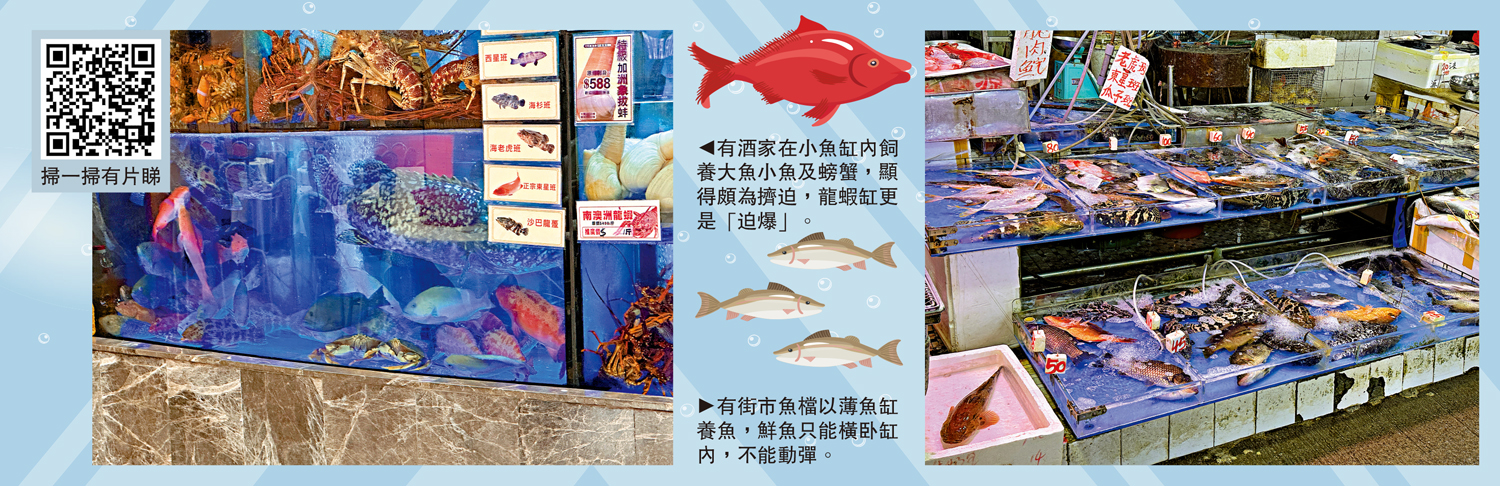 　　左圖：有酒家在小魚缸內飼養大魚小魚及螃蟹，顯得頗為擠迫，龍蝦缸更是「迫爆」。右圖：有街市魚檔以薄魚缸養魚，鮮魚只能橫卧缸內，不能動彈。