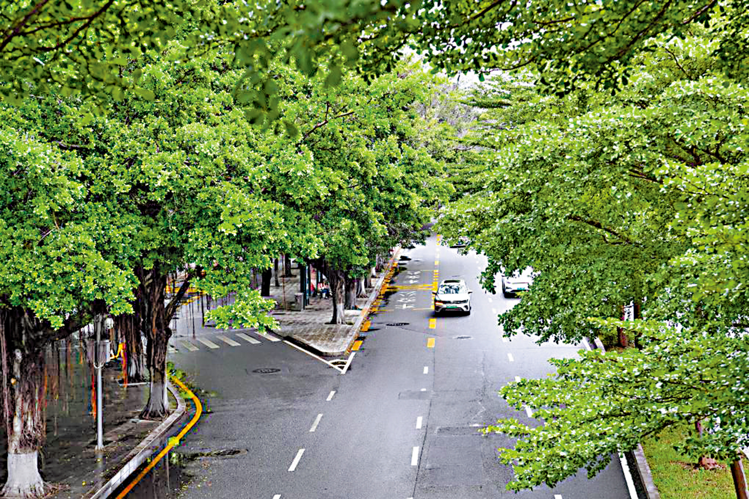 　　圖：夏日林蔭道。\新華社