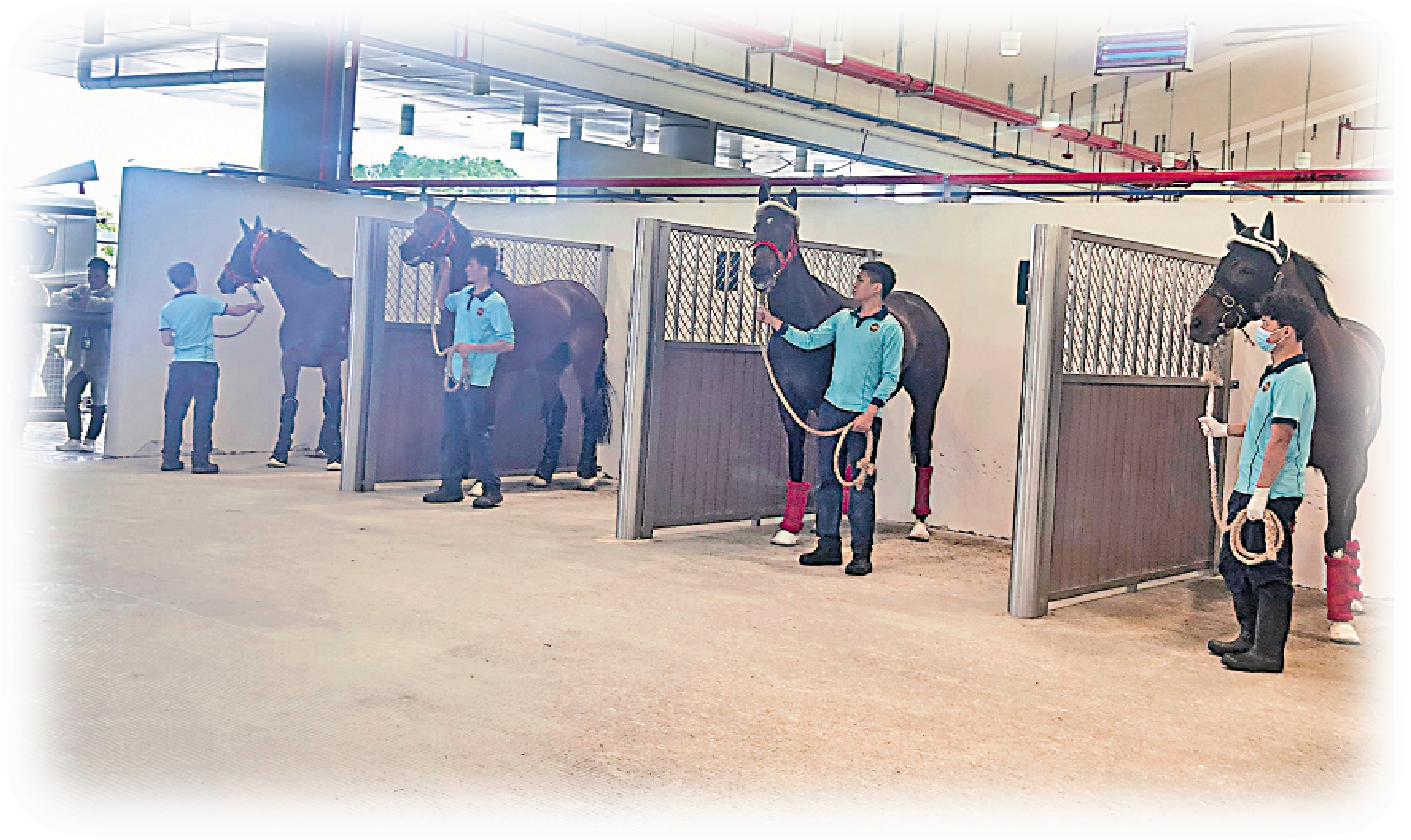 　　圖：廣州海關與香港賽馬會共同研發「粵港澳大灣區賽馬跨境通關檢疫監管系統」，可以實時跟蹤馬匹運輸全過程。圖為馬匹抵達從化馬場海關查驗監管區。