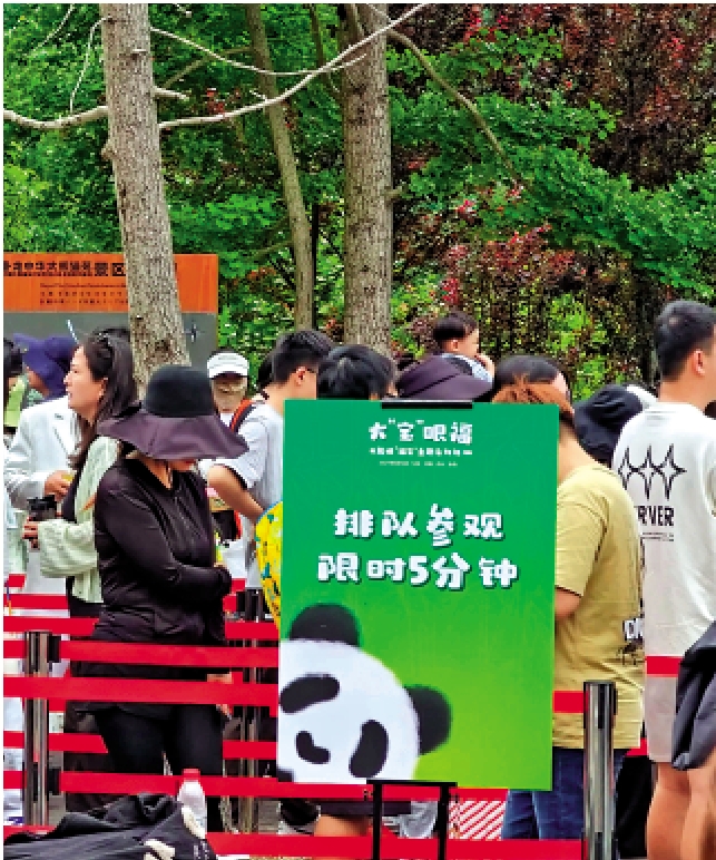 　　圖：「福寶」首秀現場設有「排隊觀看限時5分鐘」的提示牌。