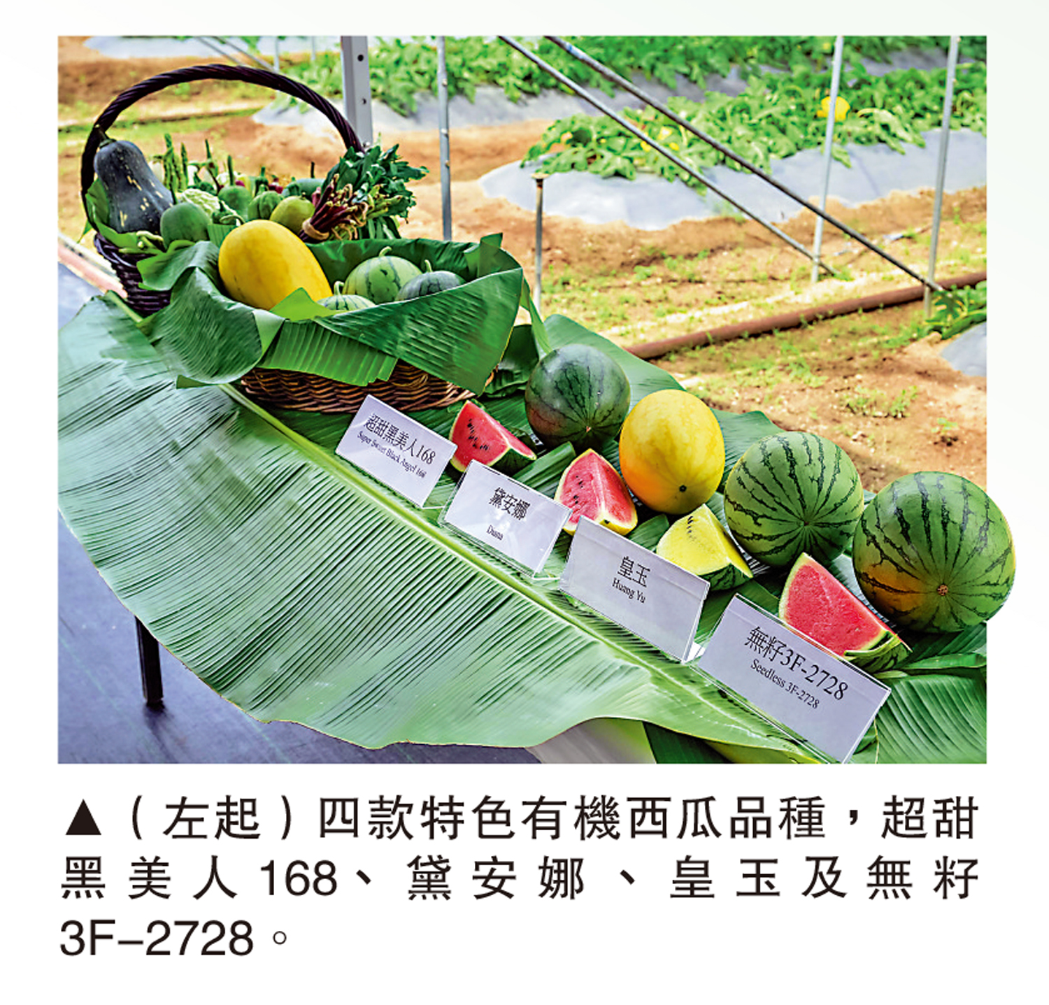 　　圖：（左起）四款特色有機西瓜品種，超甜黑美人168、黛安娜、皇玉及無籽3F-2728。