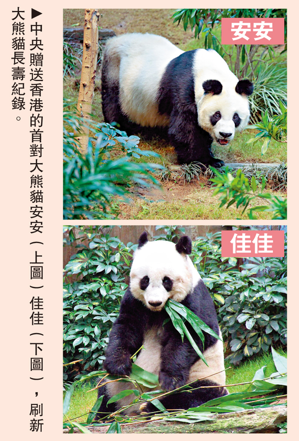 　　圖：中央贈送香港的首對大熊貓安安（上圖）佳佳（下圖），刷新大熊貓長壽紀錄。